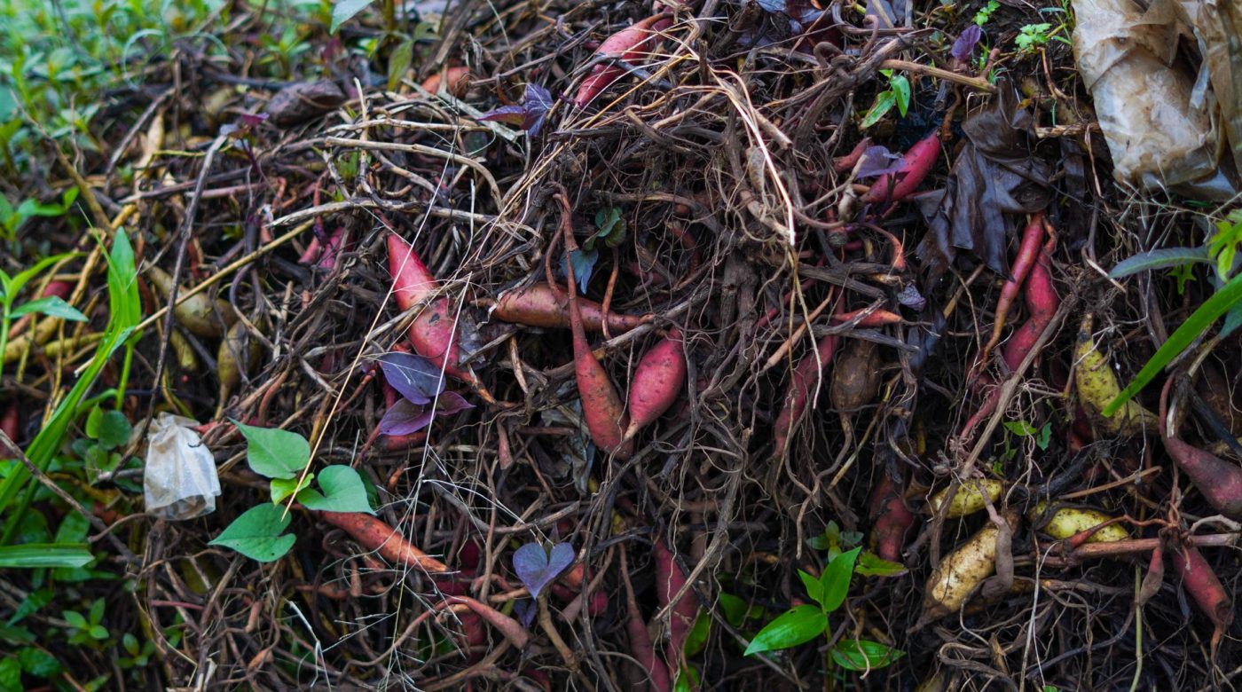 Mettre du compost au jardin : le bon rythme selon la saison