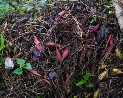 Mettre du compost au jardin : le bon rythme selon la saison