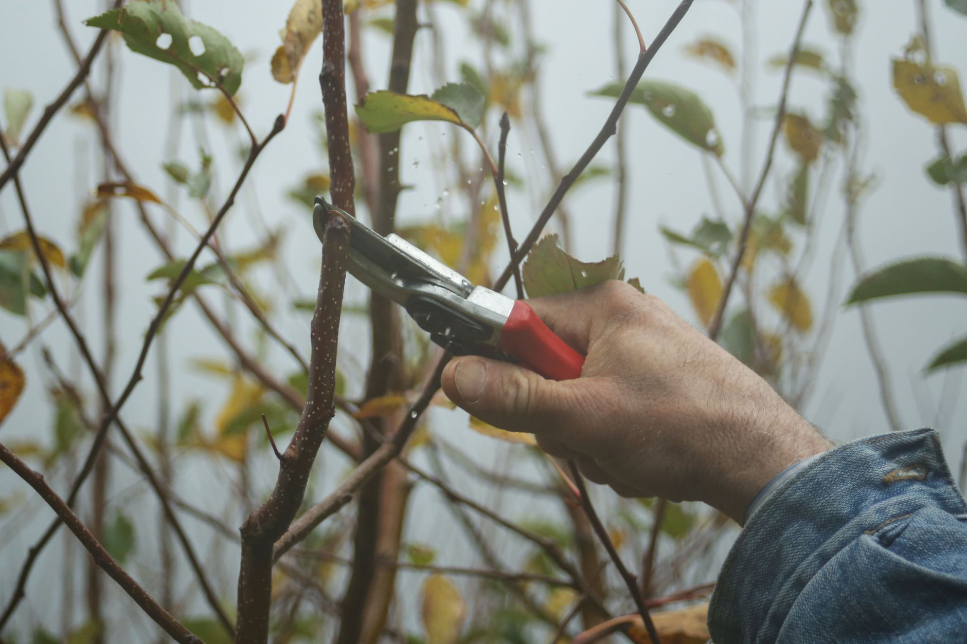 Outil de coupe pour branches au jardin