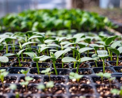 Quand semer les haricots blancs au potager ?