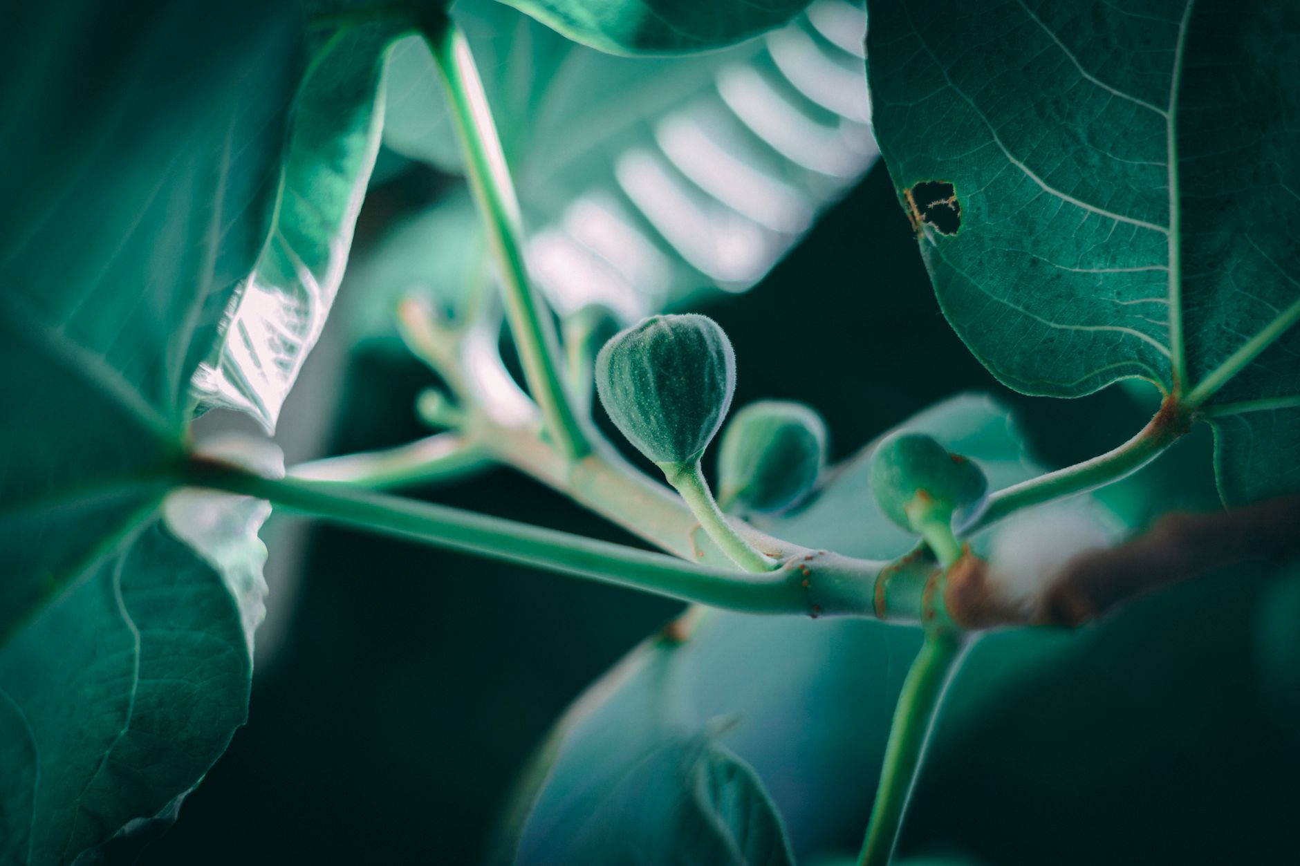 Feuilles de figuier en gros plan