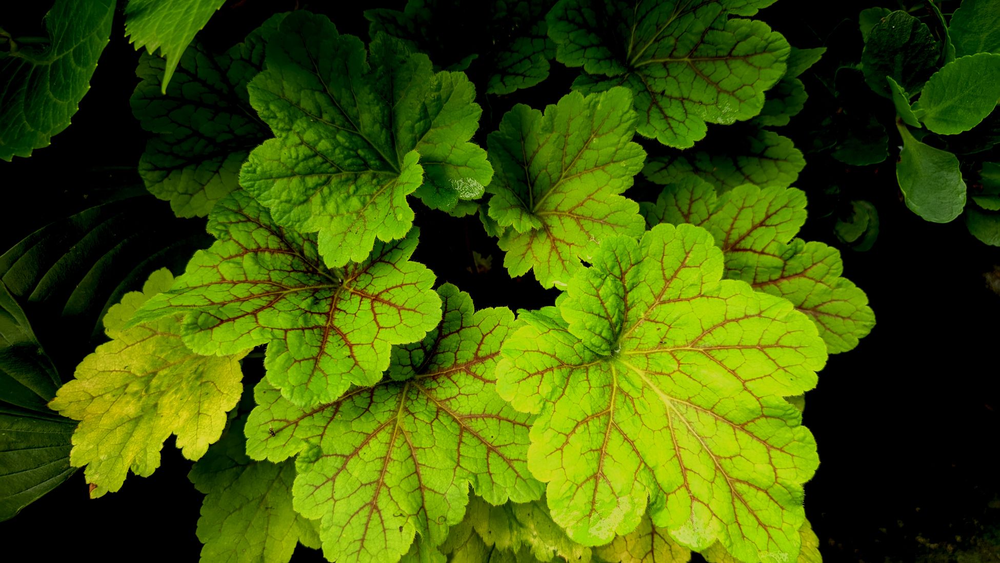 Feuilles de heuchère aux teintes vertes et rouges