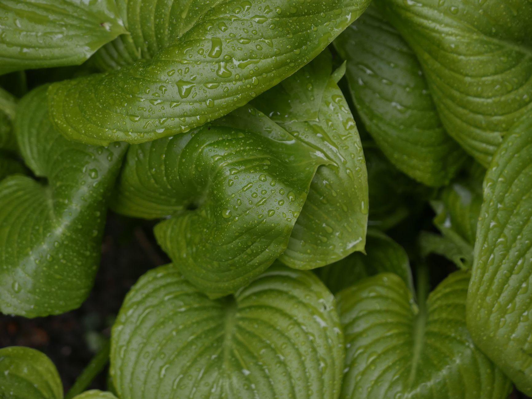 Feuilles d’hosta couvertes de rosée du matin