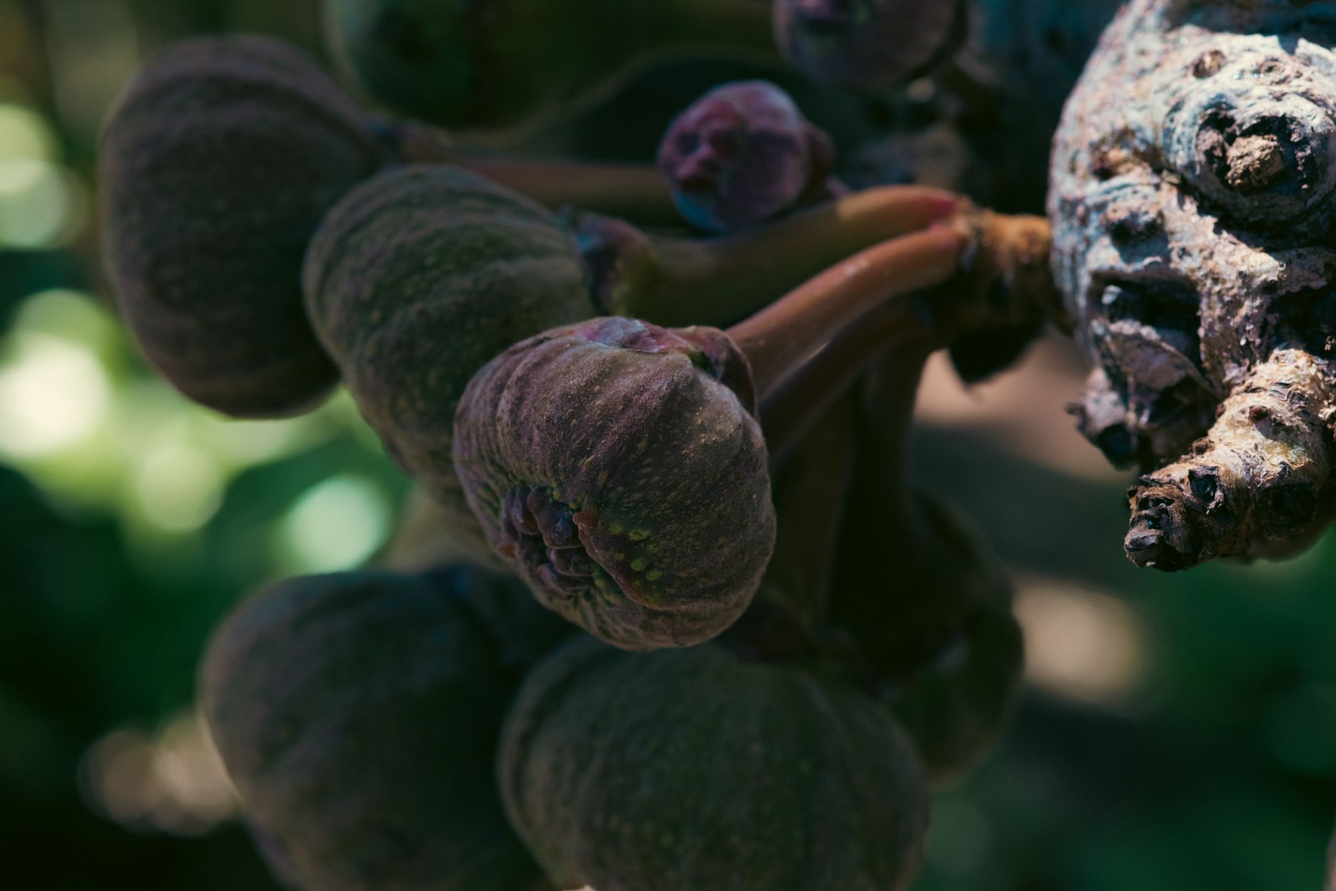 Figues mûres sur une branche au soleil