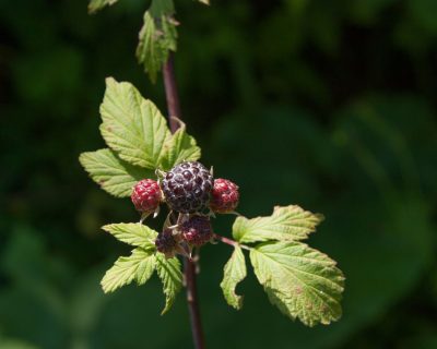 Quand planter un framboisier au jardin ?