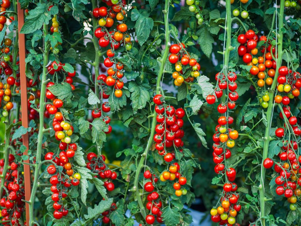 Nourrissez vos tomates avec le bon engrais, au bon dosage
