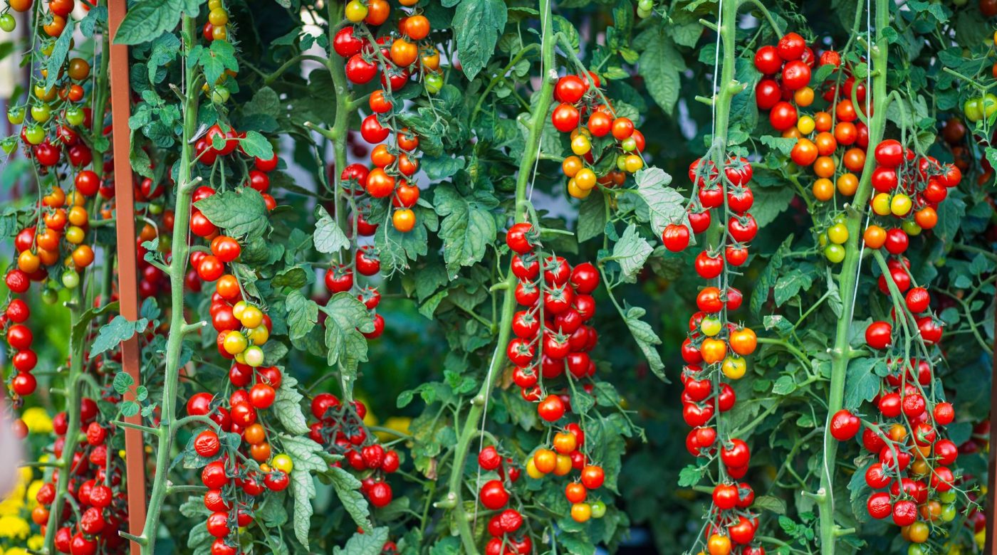 Nourrissez vos tomates avec le bon engrais, au bon dosage