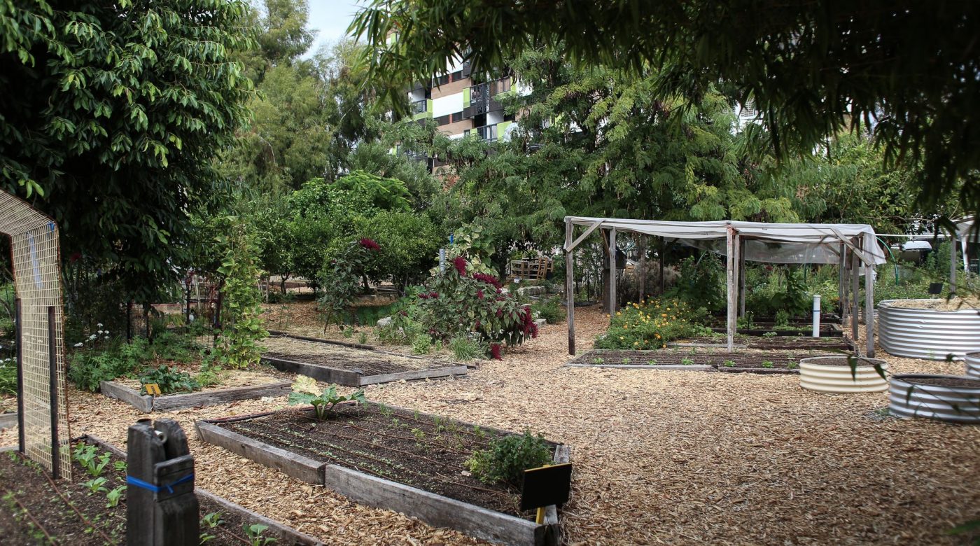 Que planter à l&rsquo;ombre pour un potager qui donne ?