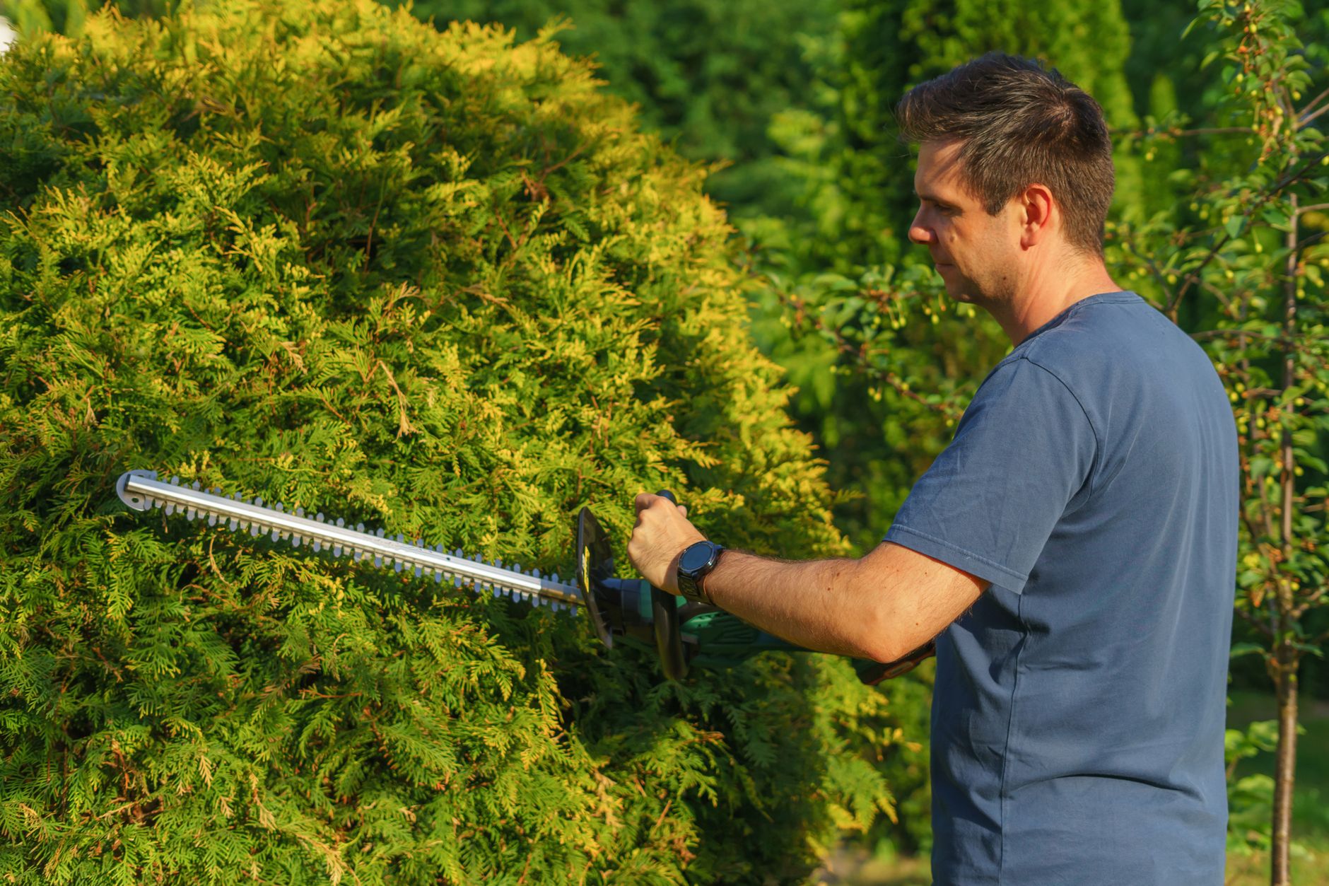 Jardinier taillant une haie de thuyas