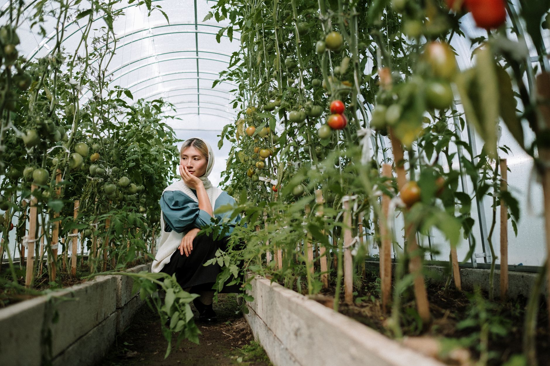 Jardinière parmi des plants de tomates sous serre