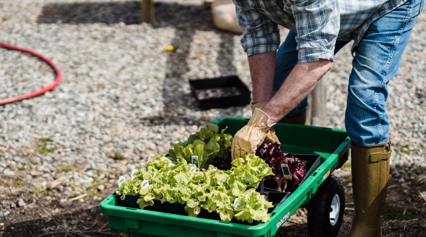 Quand planter les salades, du semis à la pleine terre ?