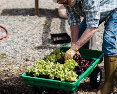 Quand planter les salades, du semis à la pleine terre ?