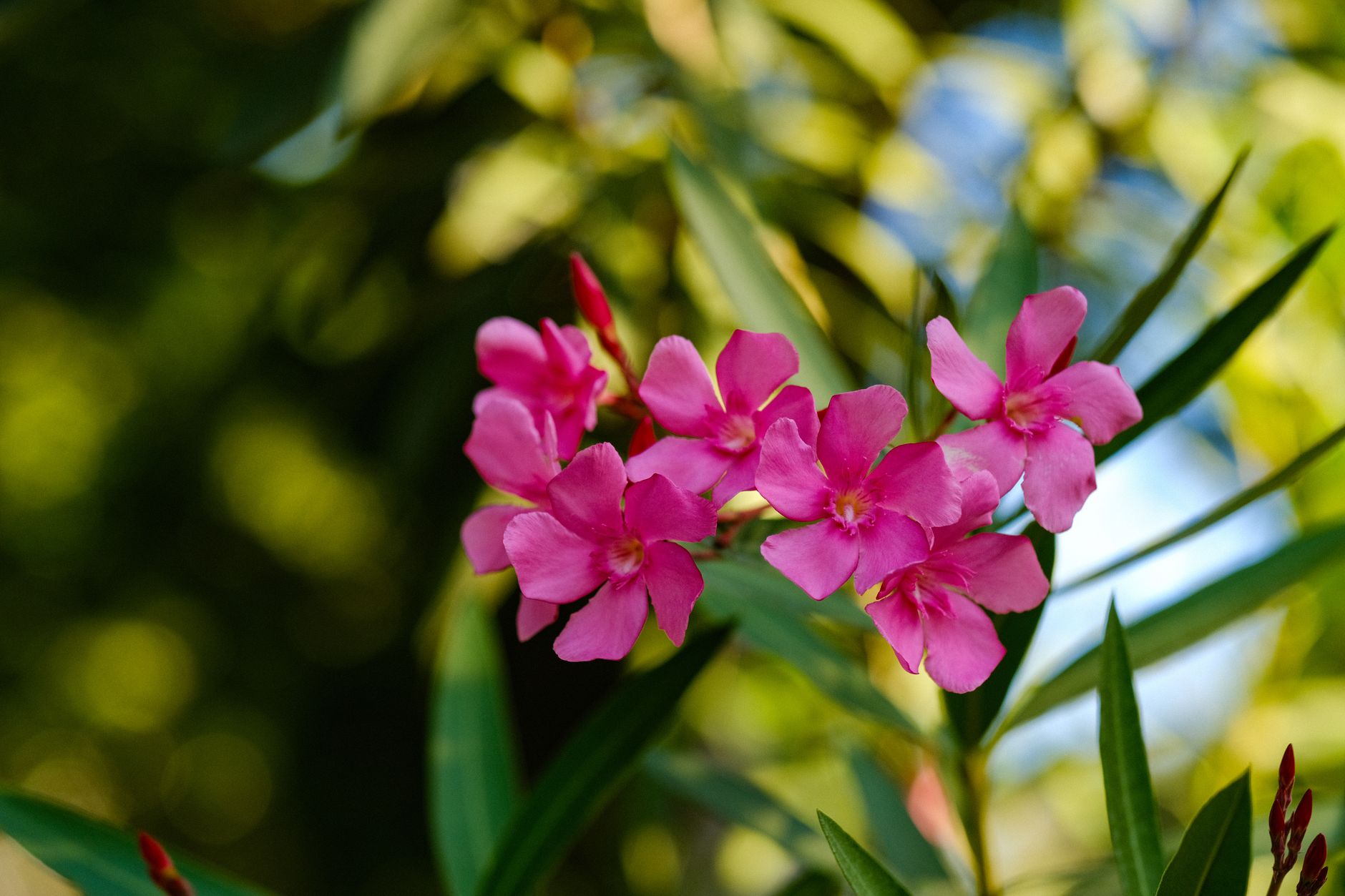 Bouquet de fleurs de laurier-rose au jardin