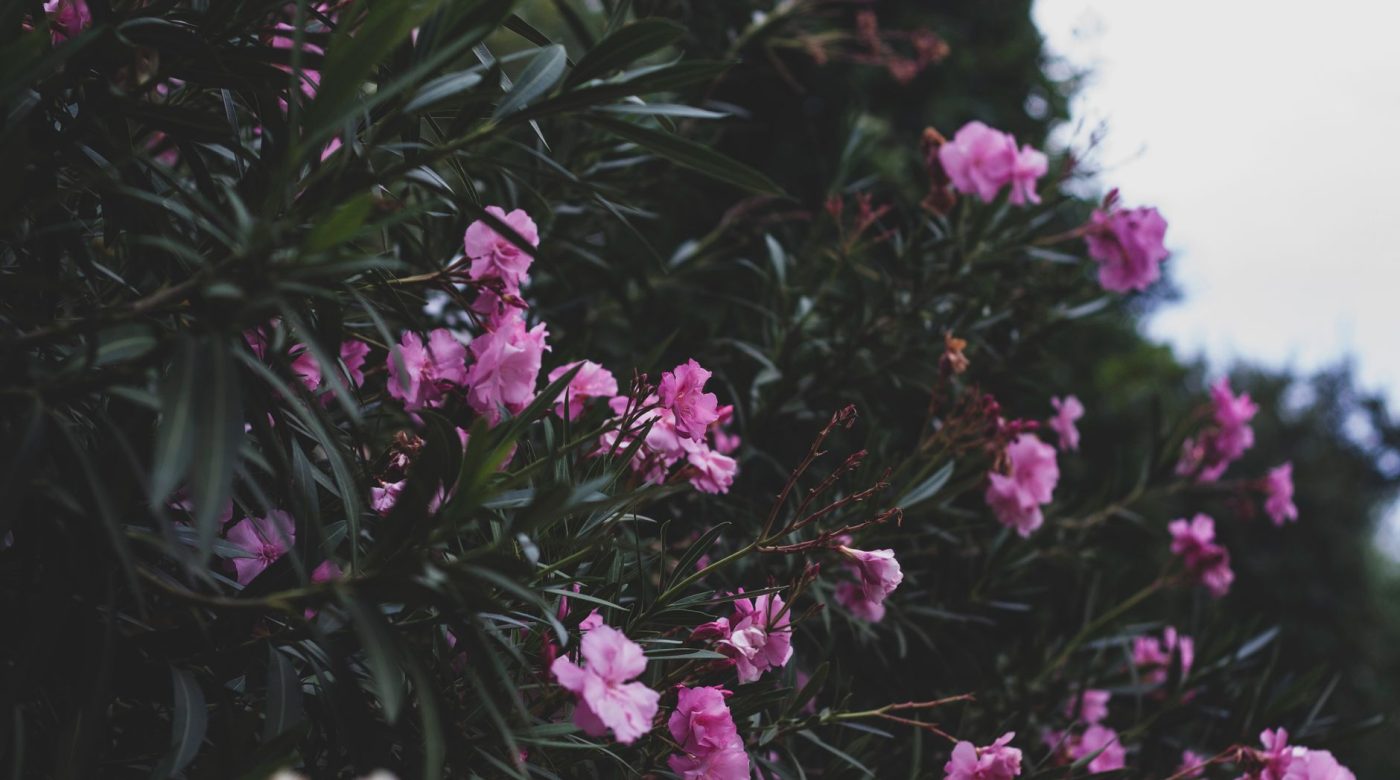 Quand planter un laurier-rose au jardin ?