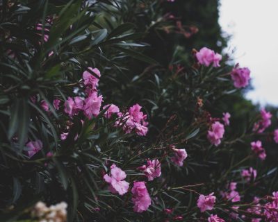 Quand planter un laurier-rose au jardin ?