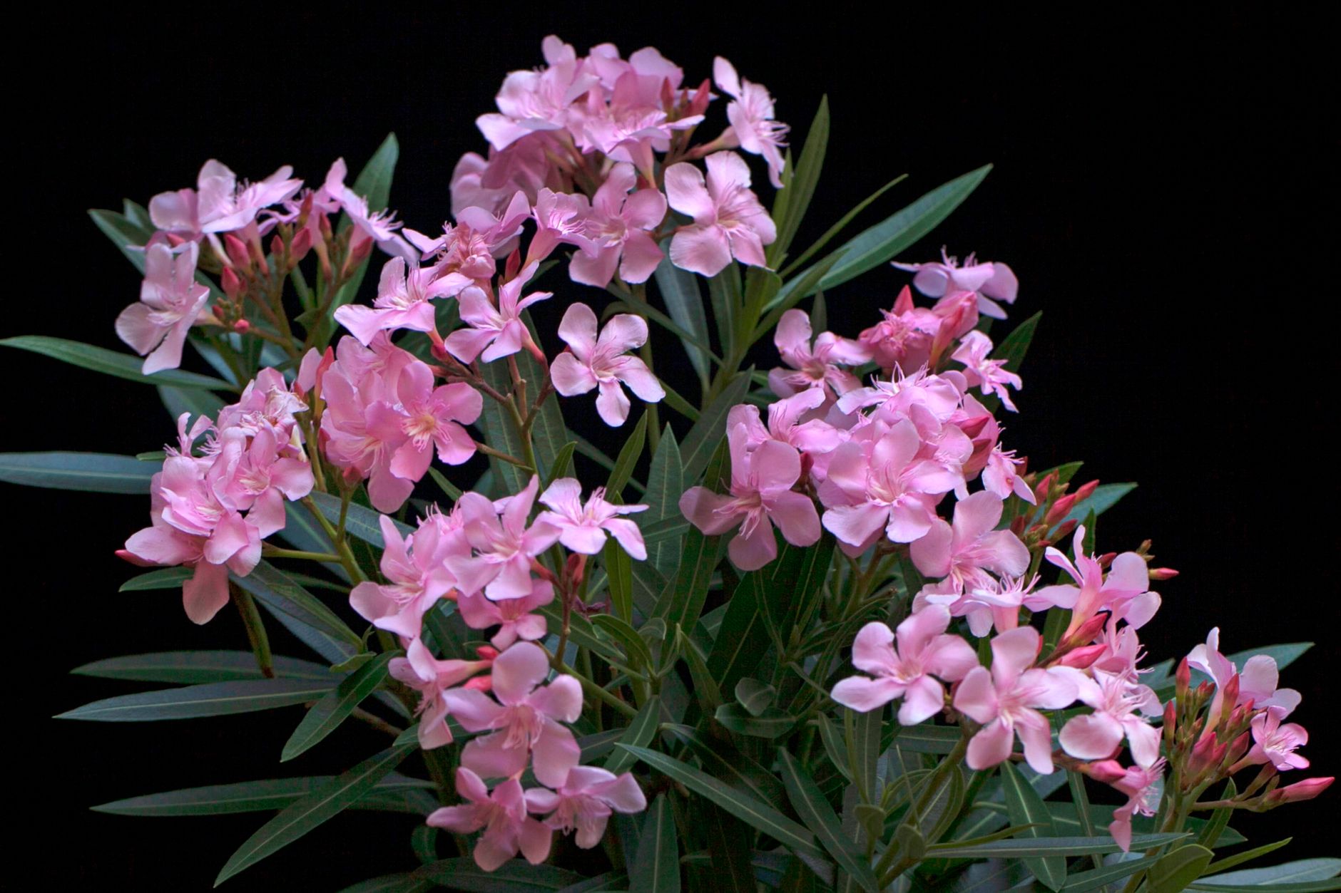 Fleurs de laurier-rose sur fond sombre