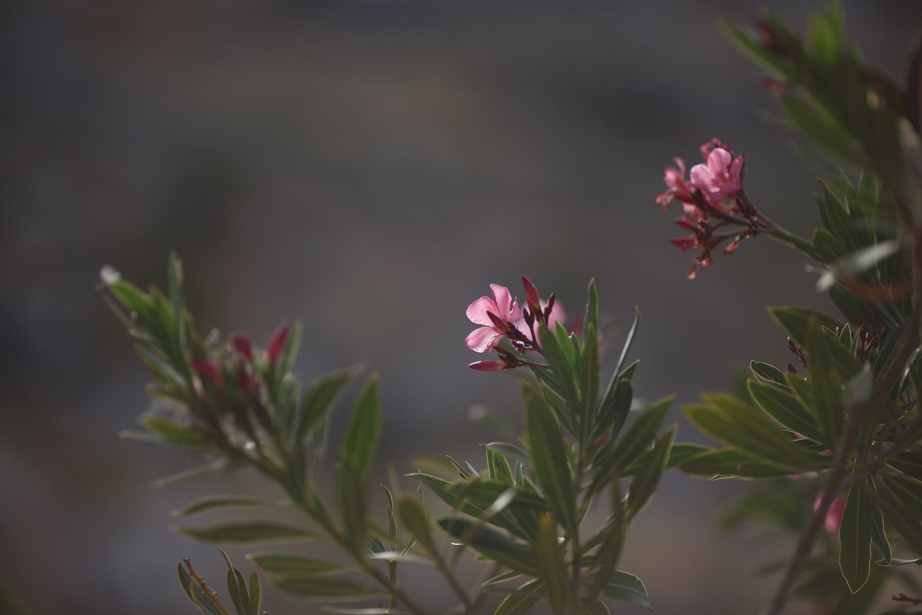 Fleurs de laurier-rose sous la lumière du soleil