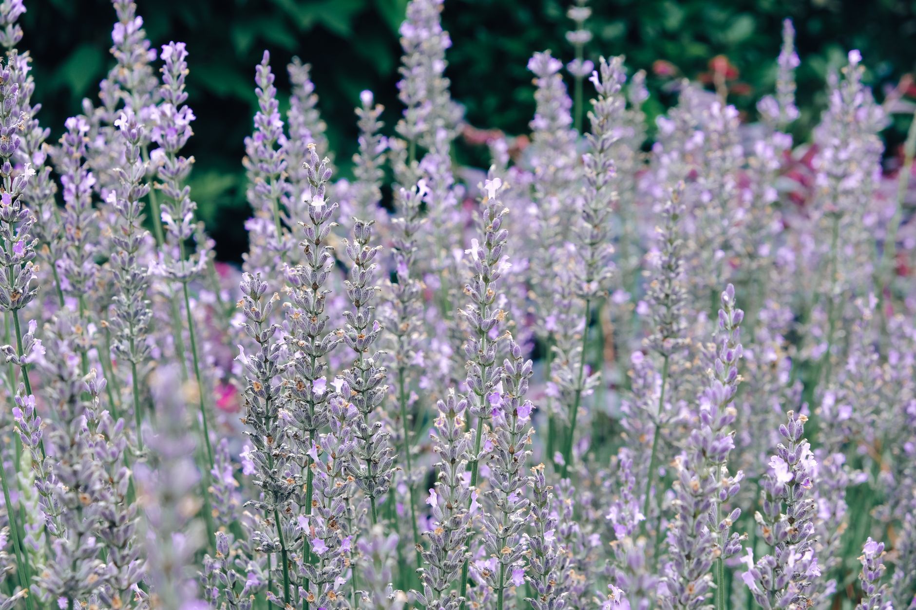 Rangées de lavande en pleine floraison