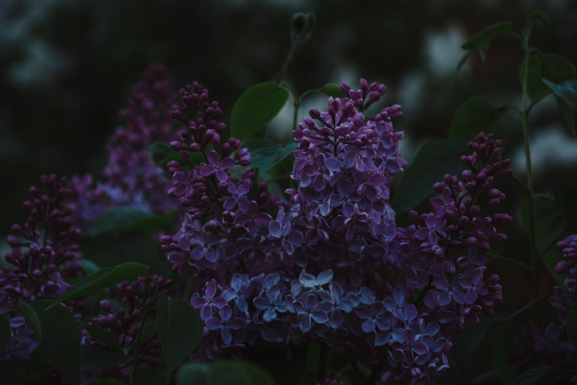 Lilas en fleurs violettes au jardin
