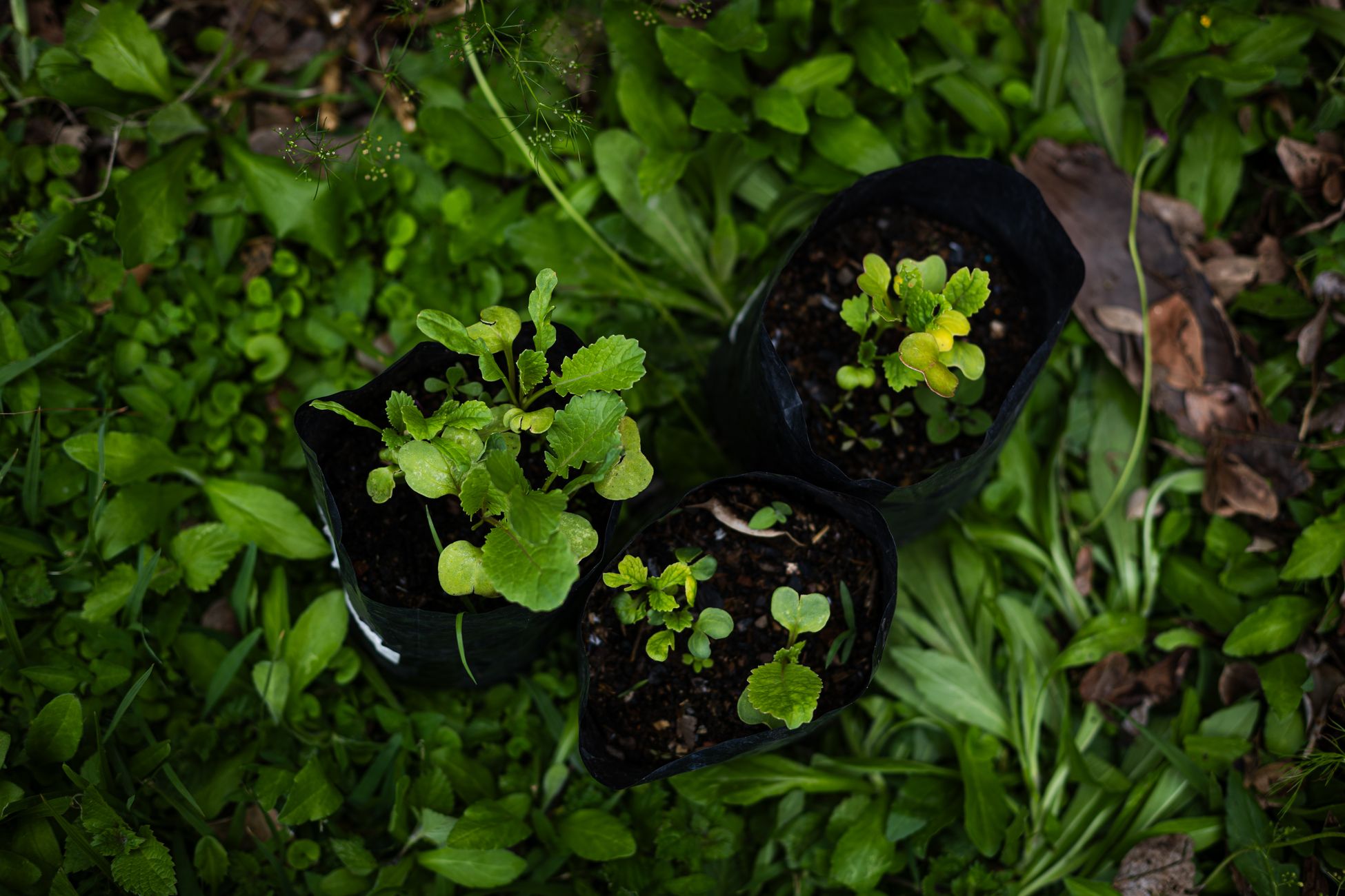 Jeunes plants de mâche en levée