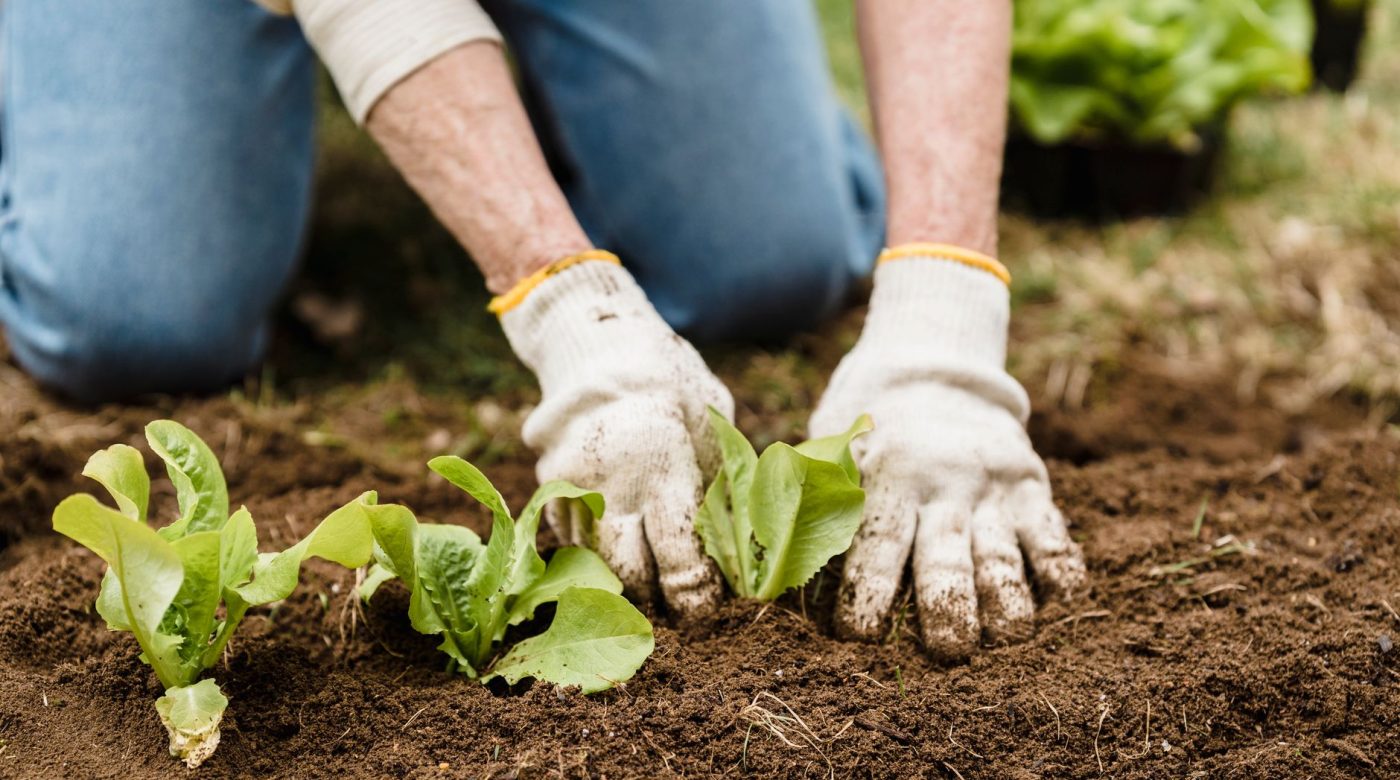 Combien de temps le glyphosate reste-t-il dans le sol ?