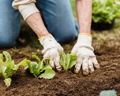 Combien de temps le glyphosate reste-t-il dans le sol ?