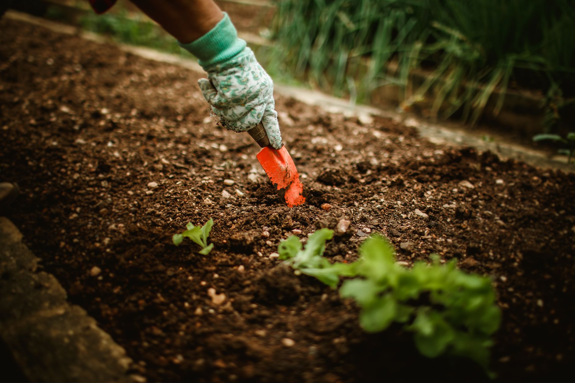 Jardinier qui plante des légumes en terre