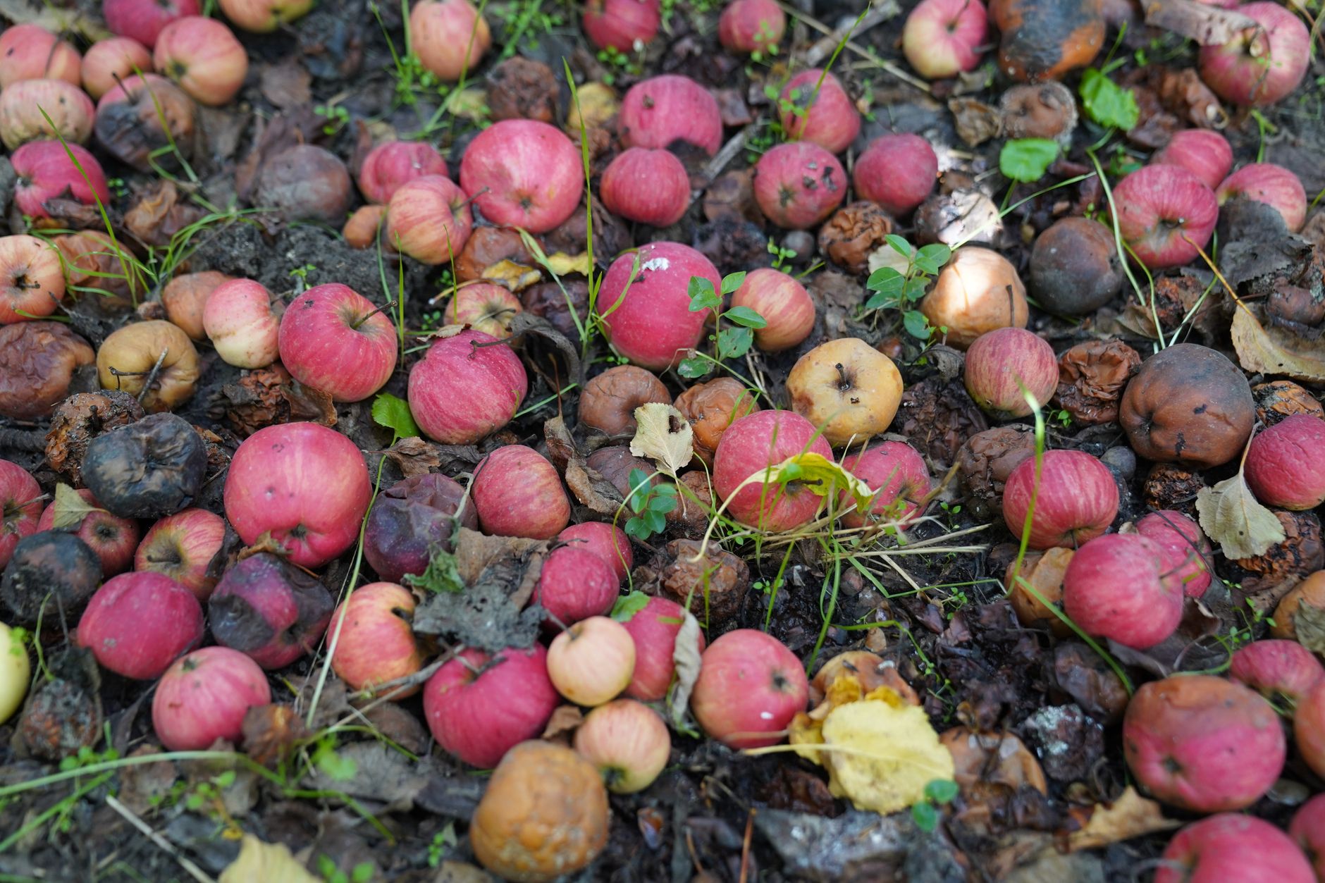 Pommes tombées au sol dans un verger