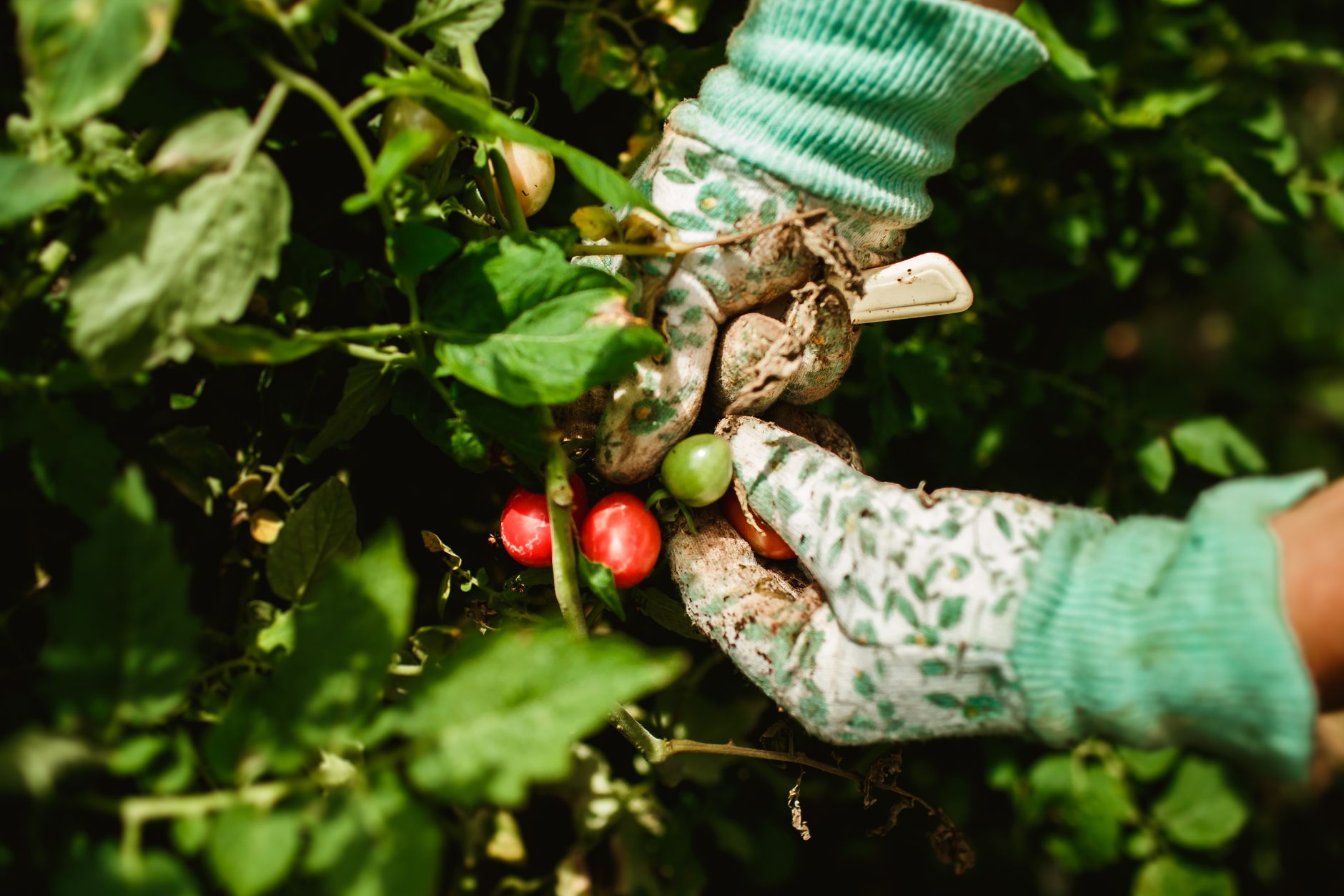 Récolte de tomates à la main avec des gants