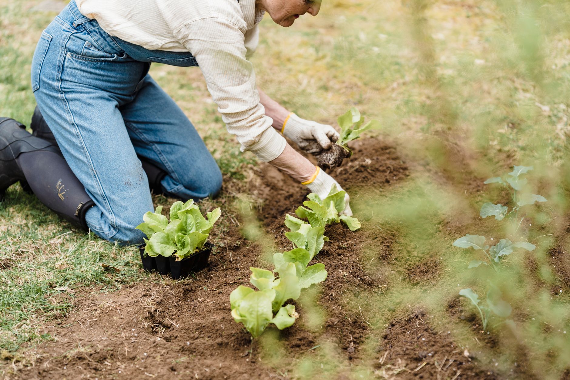 Repiquage de jeunes salades en pleine terre