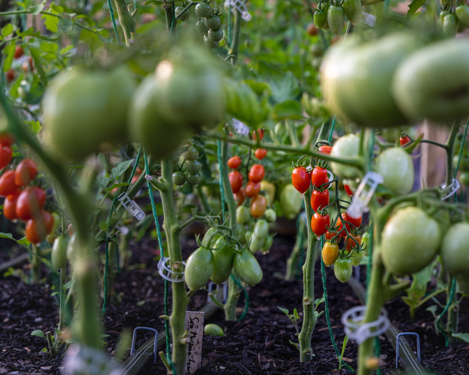 Gros plan sur des tomates vertes et rouges sur la plante