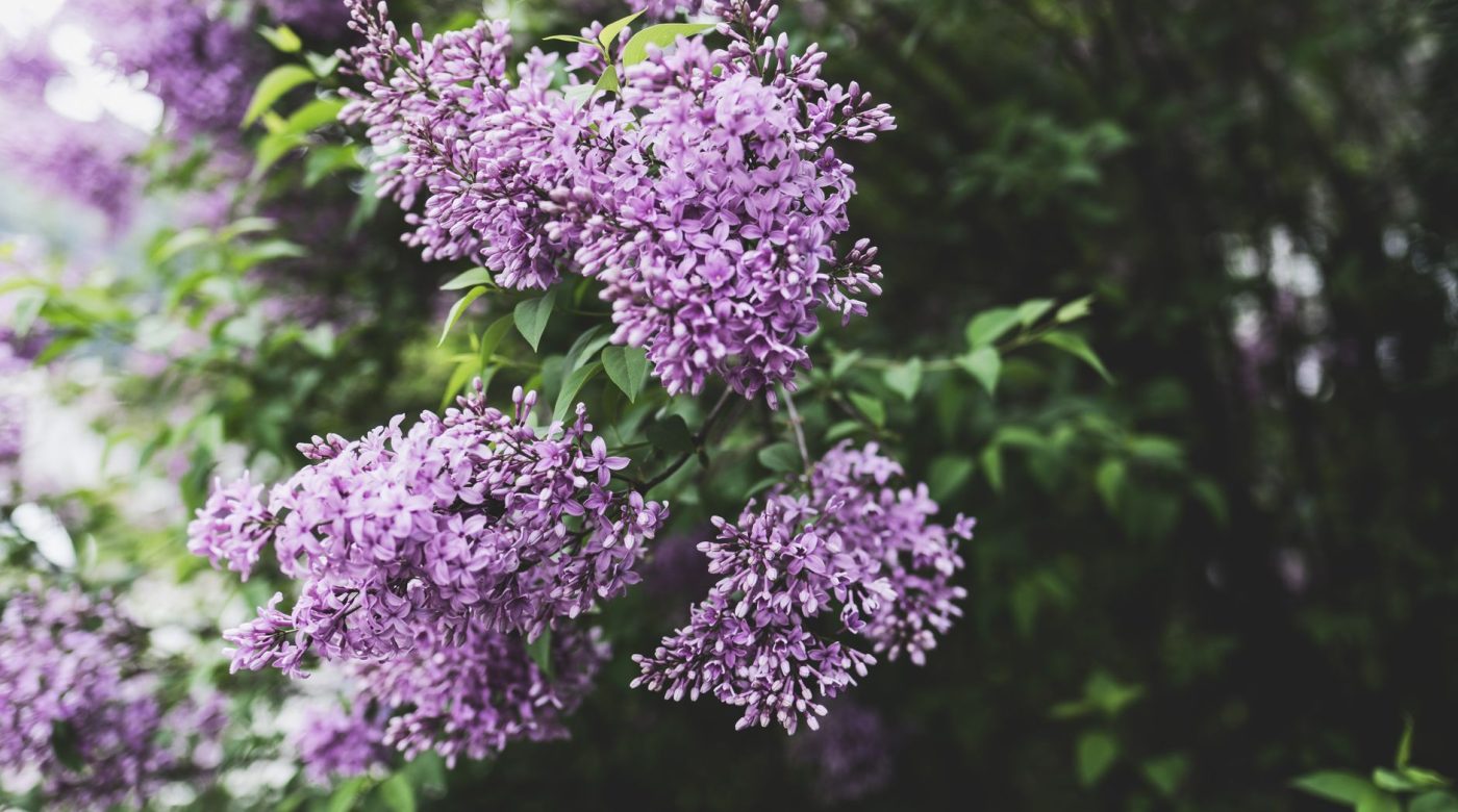 Quand et comment tailler un vieux lilas ?