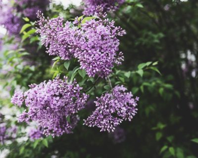 Quand et comment tailler un vieux lilas ?