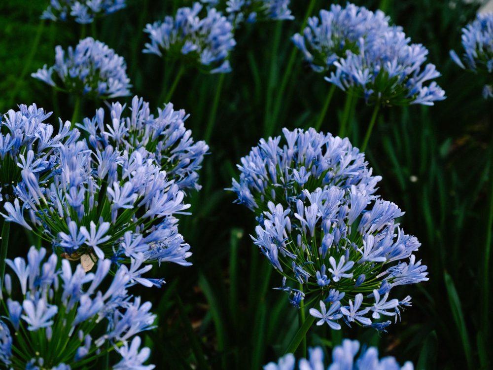 Quand planter l’agapanthe sans pourrir son rhizome ?