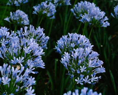 Quand planter l’agapanthe sans pourrir son rhizome ?