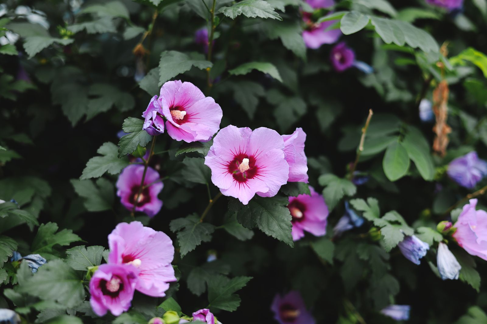Fleurs roses d’althéa en pleine floraison