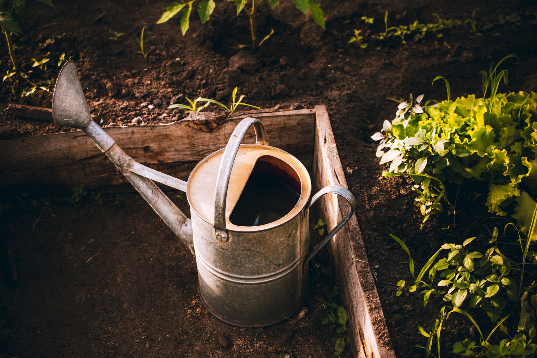 Vieil arrosoir posé dans un carré de potager