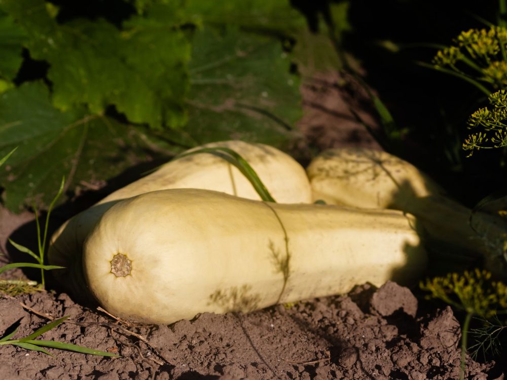Où planter le butternut pour une récolte généreuse ?