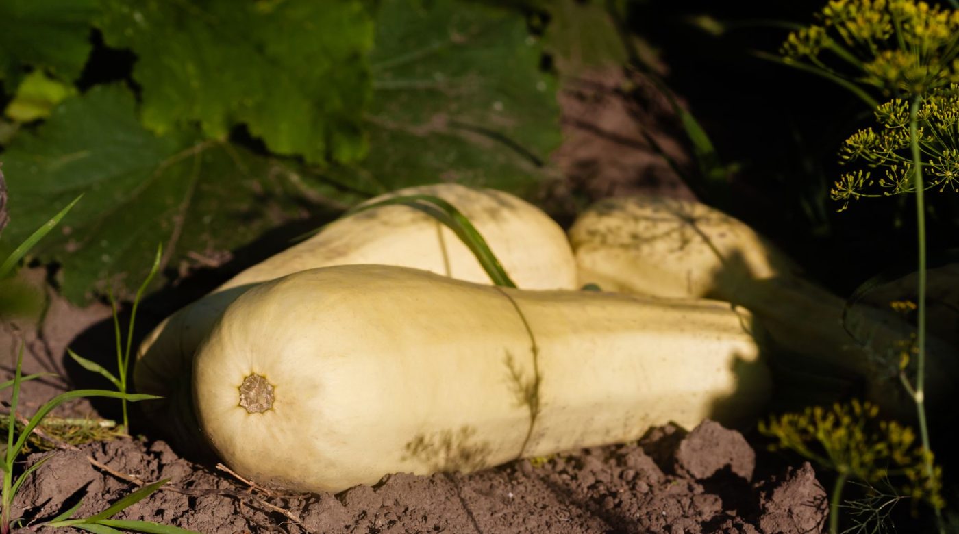 Où planter le butternut pour une récolte généreuse ?