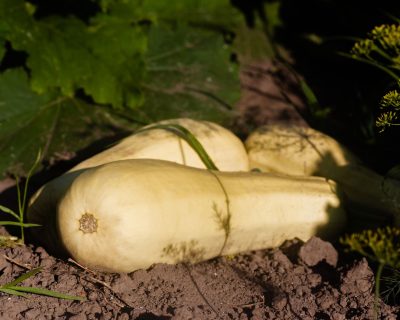 Où planter le butternut pour une récolte généreuse ?