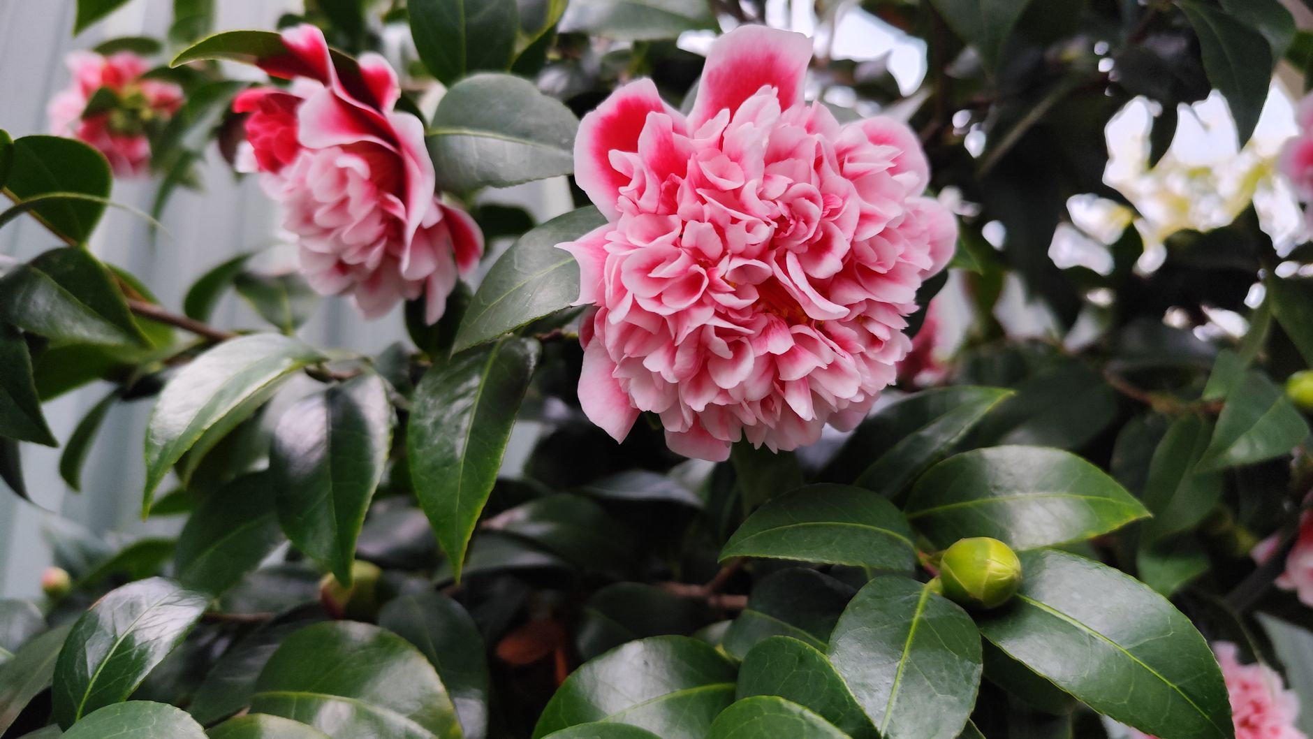 Fleur de camélia et feuillage vert foncé