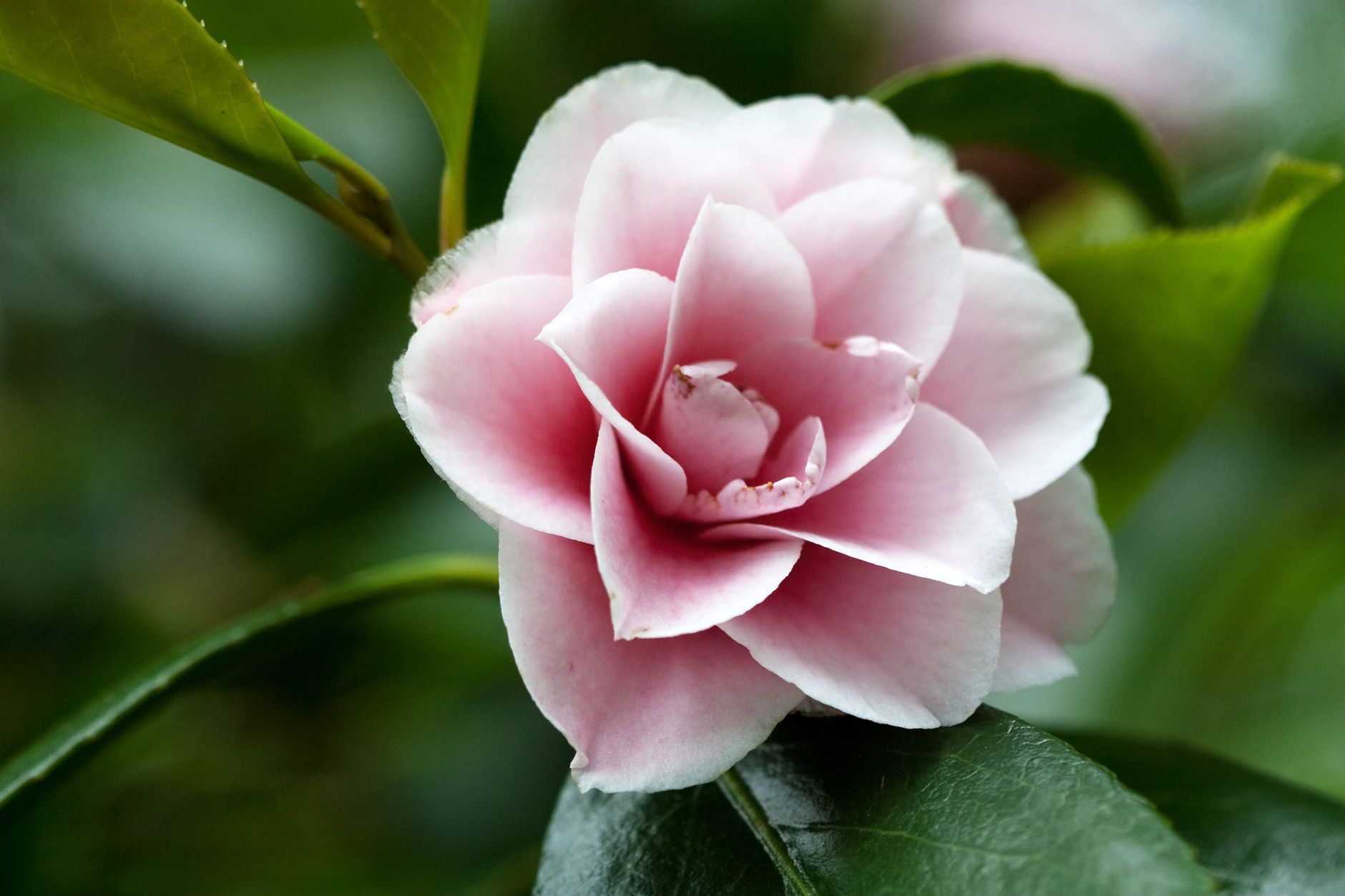 Gros plan sur une fleur de camélia rose