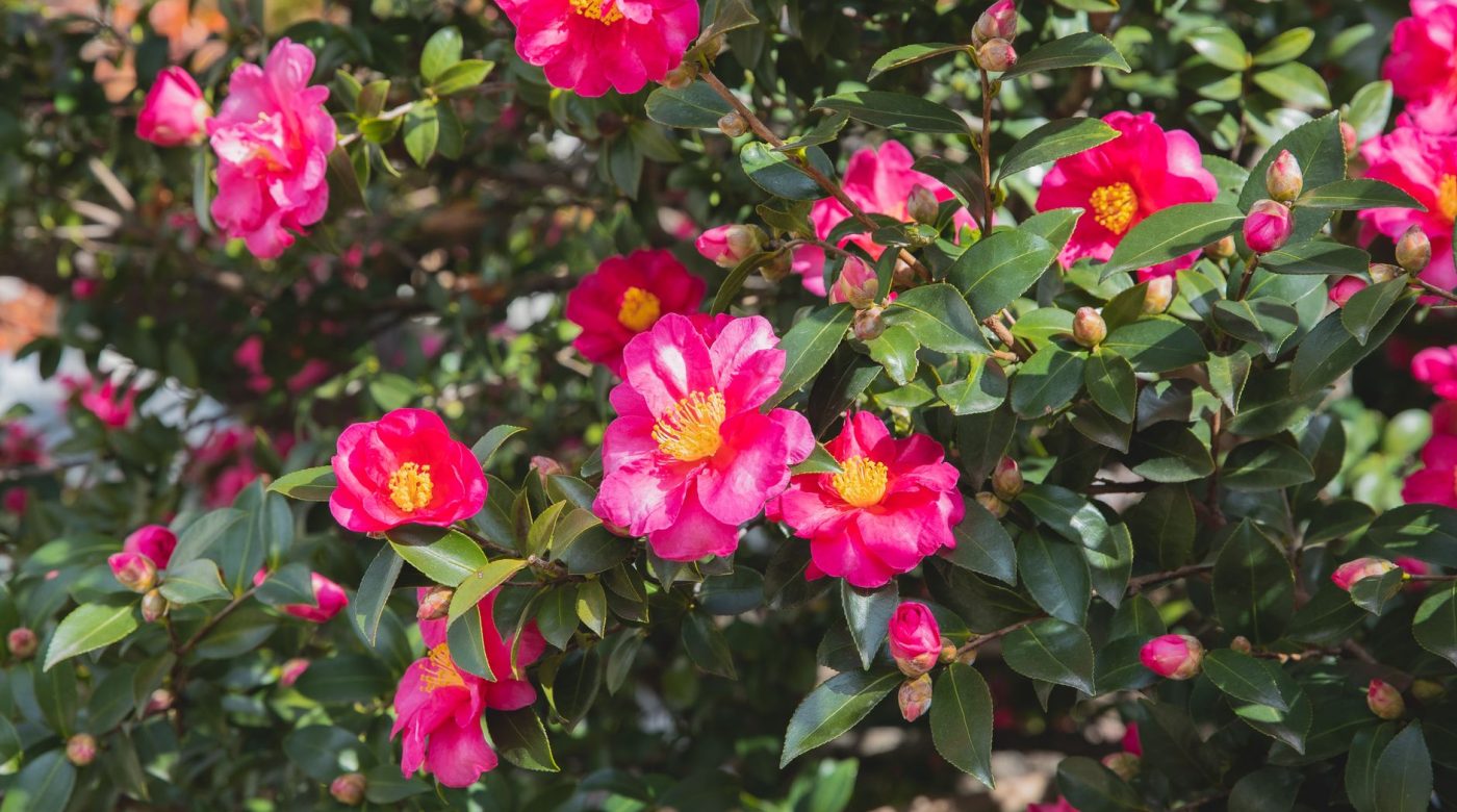 Où planter un camélia dans le jardin sans le perdre ?