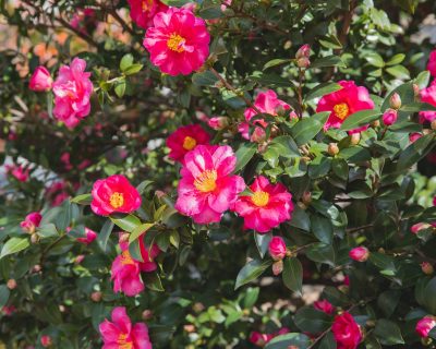 Où planter un camélia dans le jardin sans le perdre ?