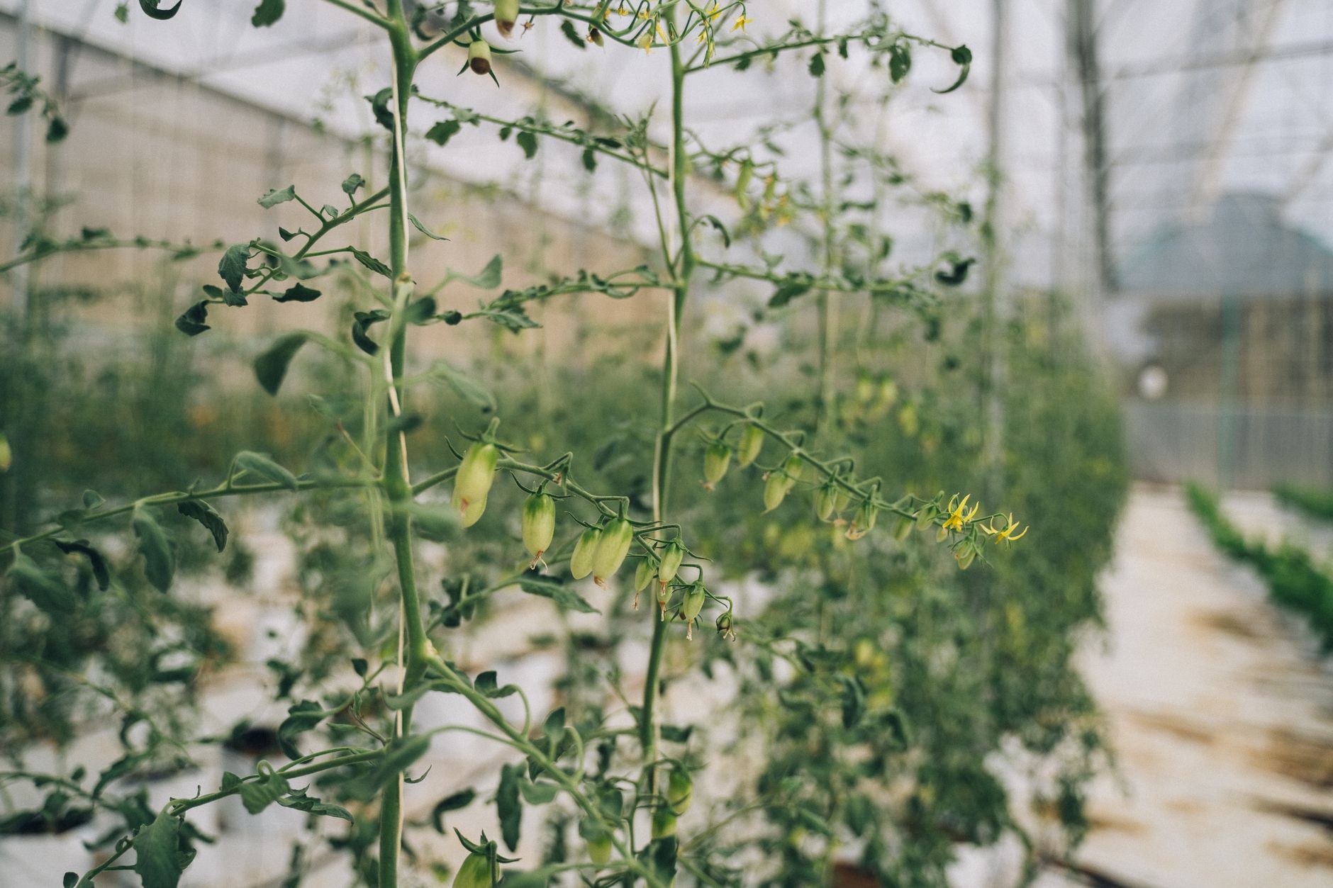 Feuillage de tomates dense dans une serre