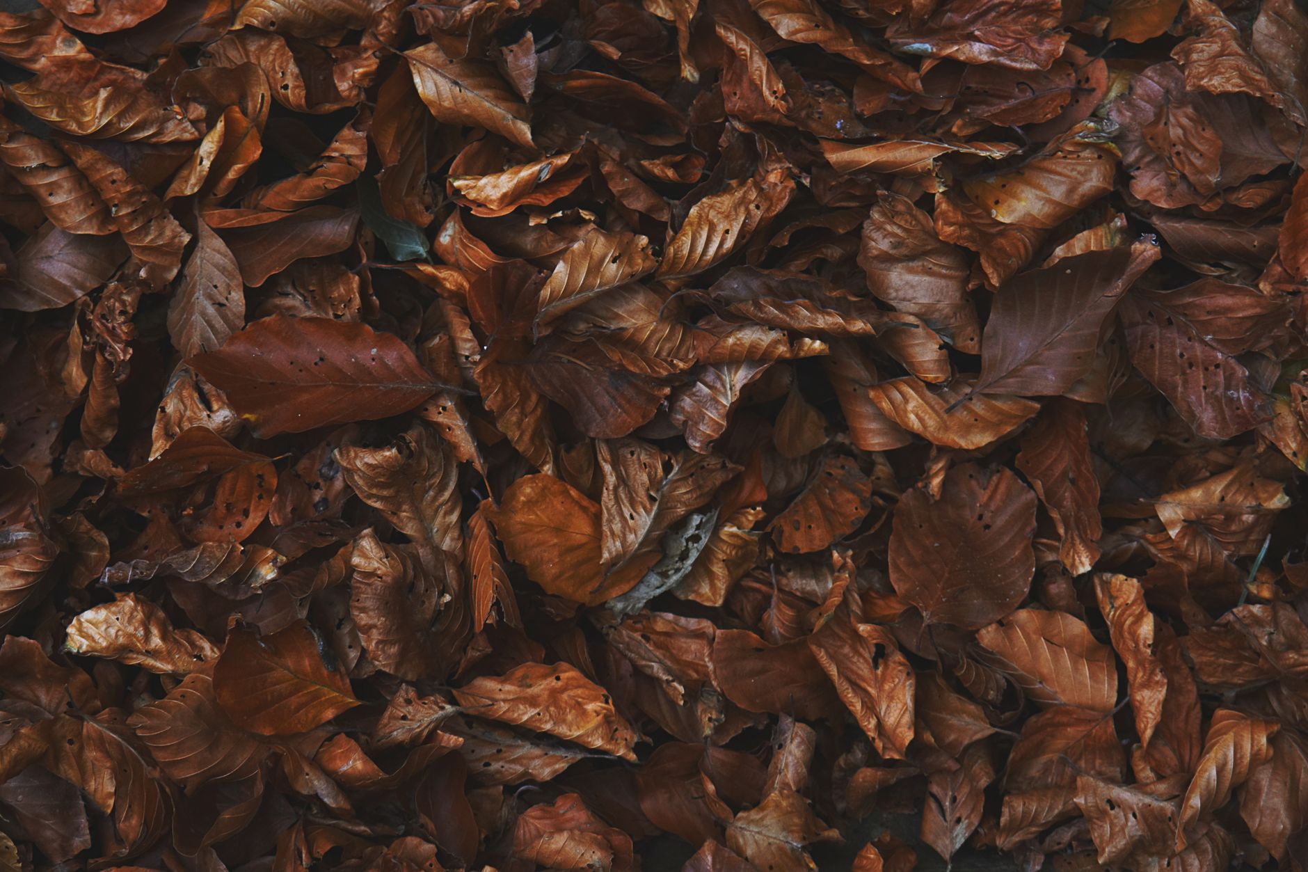 Tas de feuilles mortes brunes à utiliser en couverture du sol