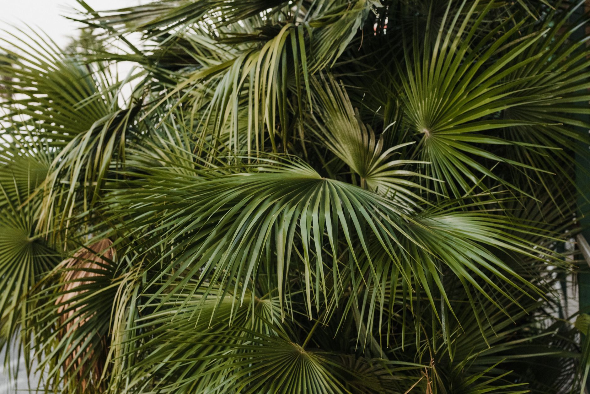 Feuilles vertes de palmier en gros plan