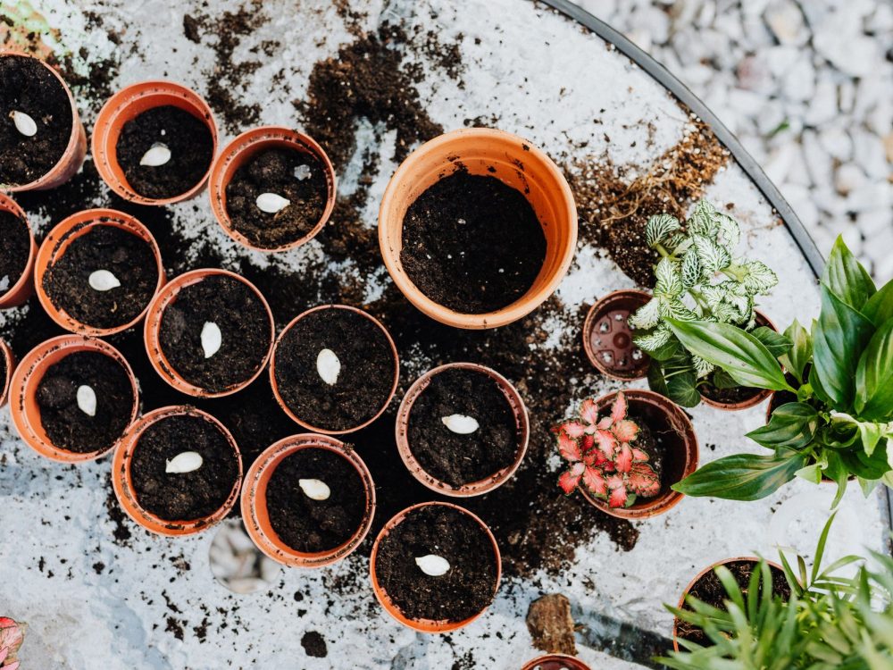 Comment faire germer des graines sans les perdre ?