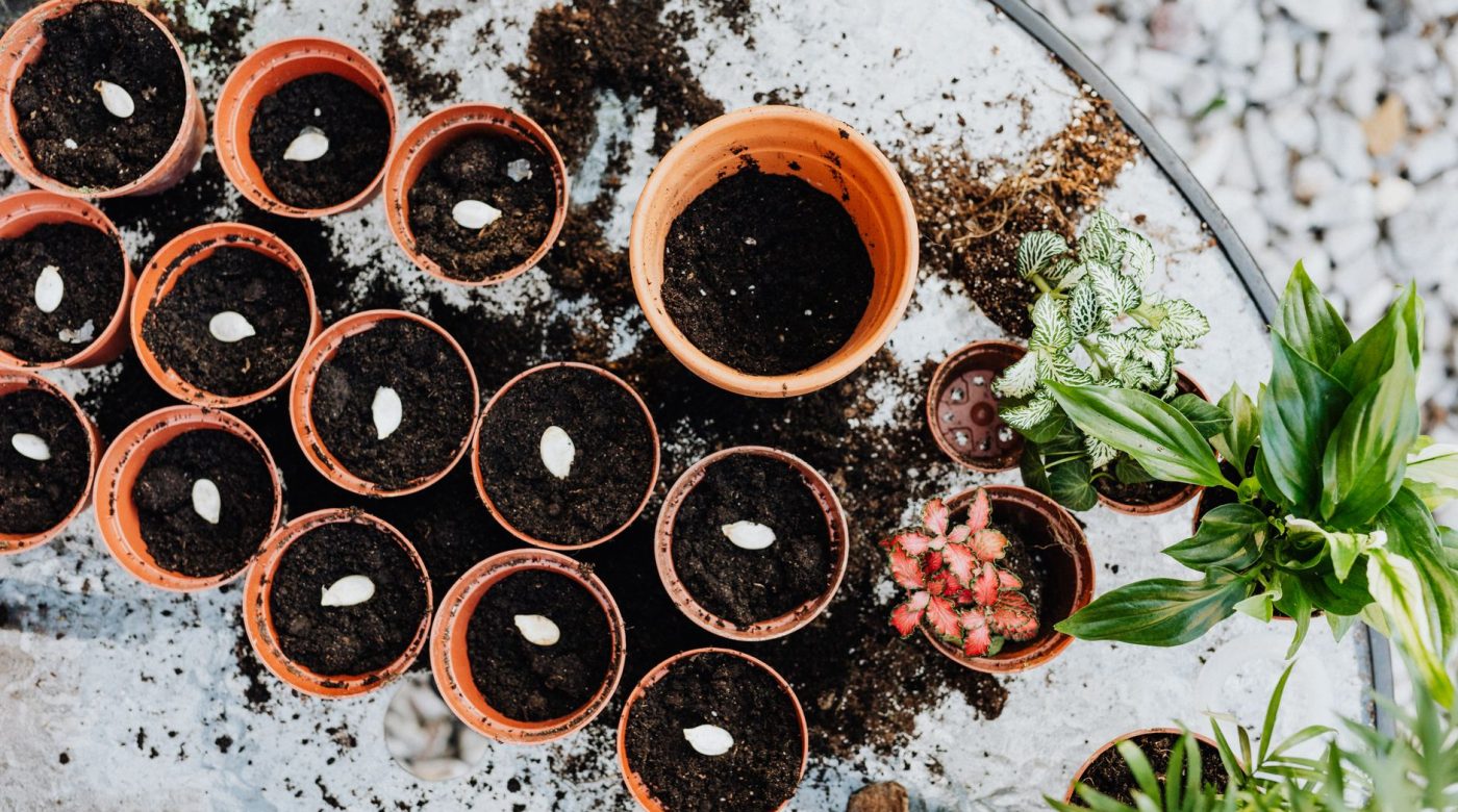 Comment faire germer des graines sans les perdre ?