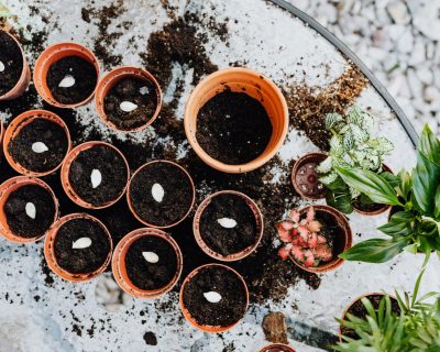 Comment faire germer des graines sans les perdre ?